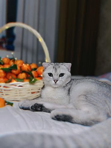 Скотиш Фолд (Шотландская вислоухая), 6 месяцев, Мальчик, Серебристая шиншилла, Приучена к лотку, Проглистована, С документами at lalafo.kg Скотиш Фолд (Шотландская вислоухая), 6 месяцев, Мальчик, Серебристая шиншилла, Приучена к лотку, Проглистована, С документами