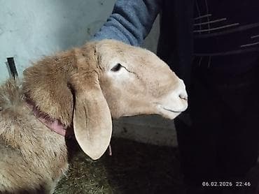 Продаю | Баран (самец) | Арашан | Для разведения | Племенные, Осеменитель at lalafo.kg Продаю | Баран (самец) | Арашан | Для разведения | Племенные, Осеменитель