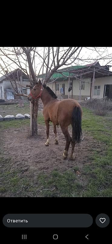 Продаю | Жеребенок at lalafo.kg Продаю | Жеребенок