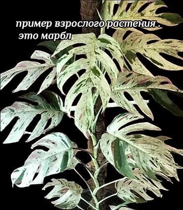 Продажа излишек растений из собственной коллекции на 6 фото эпипремнум at lalafo.kg Продажа излишек растений из собственной коллекции на 6 фото эпипремнум