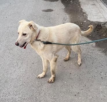 9 месяцев, Самец, С прививкой at lalafo.kg 9 месяцев, Самец, С прививкой