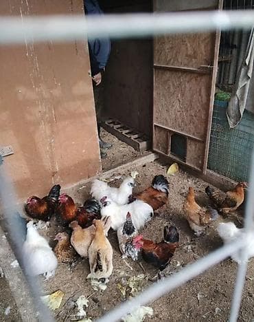 Продам шелков кур петух at lalafo.kg Продам шелков кур петух