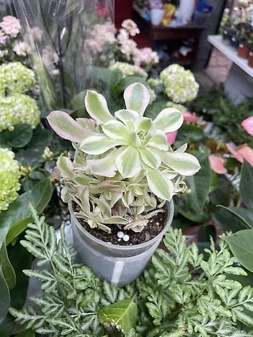 Суккулент Аэониум вариегатный (Aeonium), компактный кустик в at lalafo.kg Суккулент Аэониум вариегатный (Aeonium), компактный кустик в