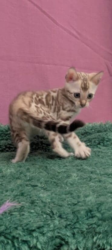 Бенгальская, 1 месяц, Девочка, Белый, Кастрирована, Приучена к лотку, Проглистована at lalafo.kg Бенгальская, 1 месяц, Девочка, Белый, Кастрирована, Приучена к лотку, Проглистована