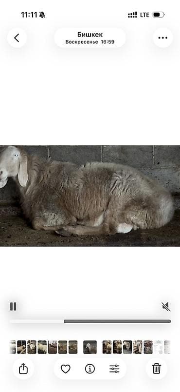 Ковролин: Сатам | Ургаачы кой (ургаачы) | Көбөйтүү үчүн | Асыл тукумдуу lalafo.kg да — 3 Ковролин: Сатам | Ургаачы кой (ургаачы) | Көбөйтүү үчүн | Асыл тукумдуу — 3