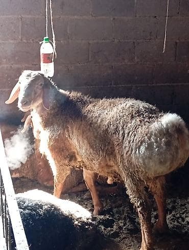 Продаю | Баран (самец) | Для разведения | Осеменитель at lalafo.kg Продаю | Баран (самец) | Для разведения | Осеменитель