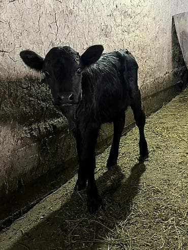 Сатам | Музоо | Бордоп семиртүү үчүн lalafo.kg да — 4 Сатам | Музоо | Бордоп семиртүү үчүн — 4