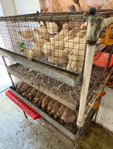 Продам клетку для перепел at lalafo.kg Продам клетку для перепел