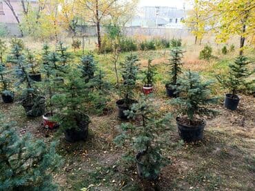 Декор для дома и сада, Самовывоз at lalafo.kg Декор для дома и сада, Самовывоз