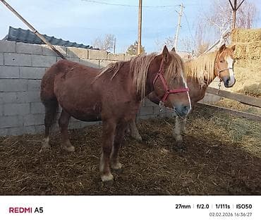 Продаю | Кобыла (самка) | Рабочий at lalafo.kg Продаю | Кобыла (самка) | Рабочий