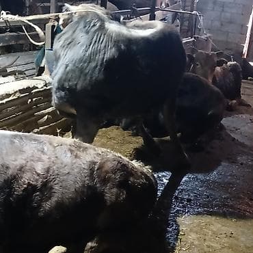 Продаю | Бык (самец) | На откорм | Привязанные at lalafo.kg Продаю | Бык (самец) | На откорм | Привязанные