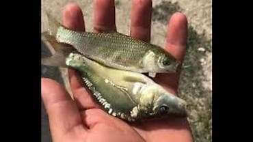 Балыктар: Продаю малёк : карпа зеркального сазана белого амура lalafo.kg да — 1 Балыктар: Продаю малёк : карпа зеркального сазана белого амура — 1