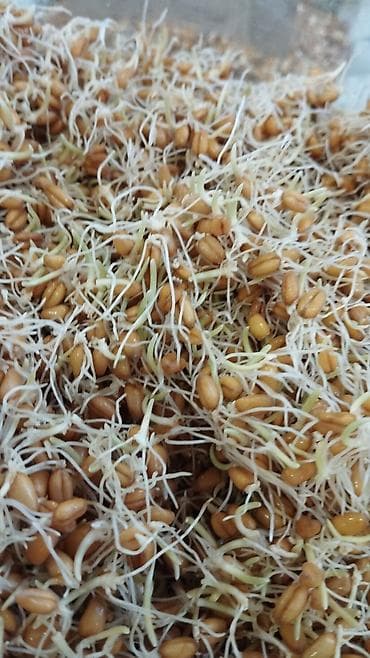 Көк чөптөр жана микро жашылчалар: Сумолоко онгон буудай сатылат lalafo.kg да — 1 Көк чөптөр жана микро жашылчалар: Сумолоко онгон буудай сатылат — 1