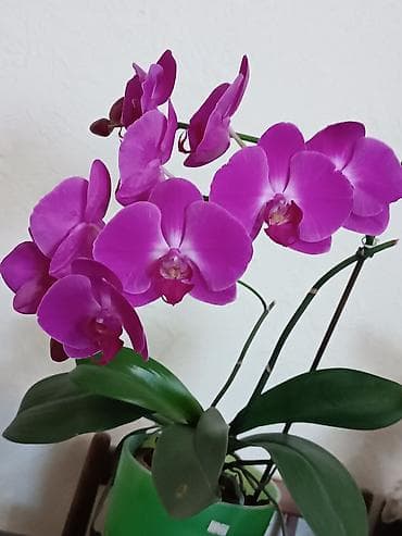 Продаю орхидею Босфор, домашнее адаптированное растение. Раздвоенный at lalafo.kg Продаю орхидею Босфор, домашнее адаптированное растение. Раздвоенный