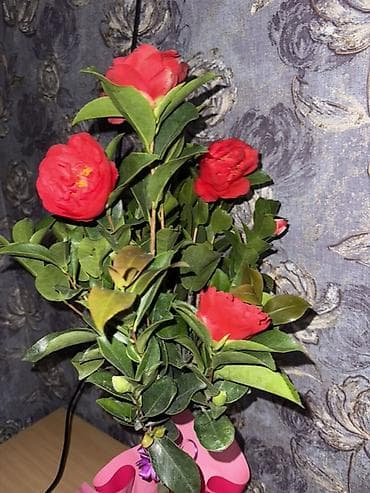 Алоказиялар: Камелия ОСТАЛОСЬ 2шт Успейте купить 💝 Упаковка в подарок 🎁 Для lalafo.kg да — 1 Алоказиялар: Камелия ОСТАЛОСЬ 2шт Успейте купить 💝 Упаковка в подарок 🎁 Для — 1