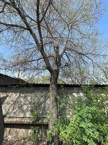 Дрова at lalafo.kg Дрова