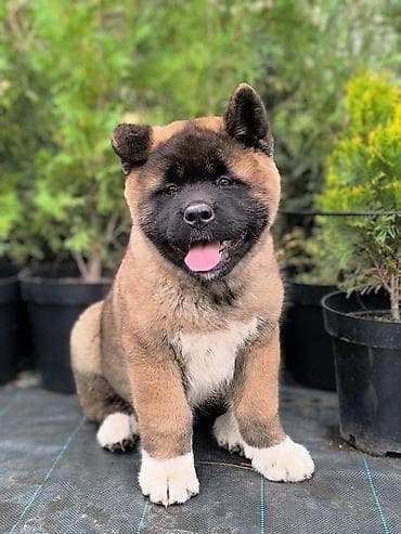 2 месяца, Самец, С прививкой, С родословной at lalafo.kg 2 месяца, Самец, С прививкой, С родословной