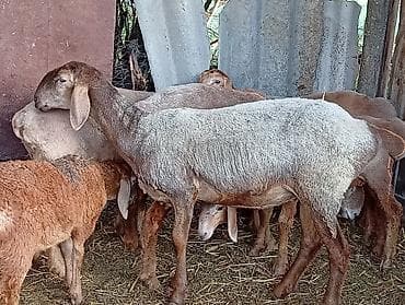 Продаю | Овца (самка) | Для разведения | Матка at lalafo.kg Продаю | Овца (самка) | Для разведения | Матка