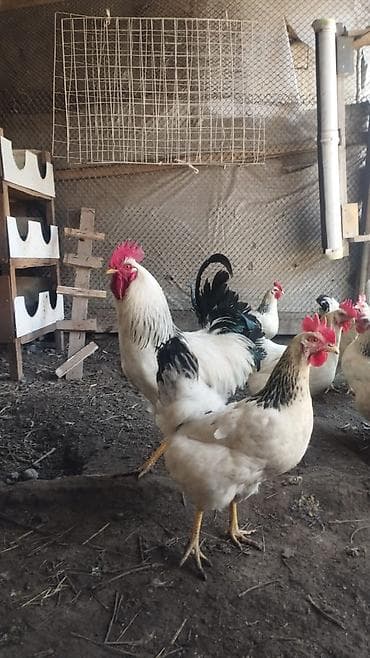 Продаются куры-несушки с петухом 🐔🐓 Порода: Адлерская серебристая at lalafo.kg Продаются куры-несушки с петухом 🐔🐓 Порода: Адлерская серебристая
