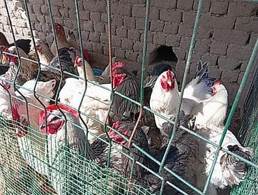 Продаю | Куры | Брама | Для разведения at lalafo.kg Продаю | Куры | Брама | Для разведения