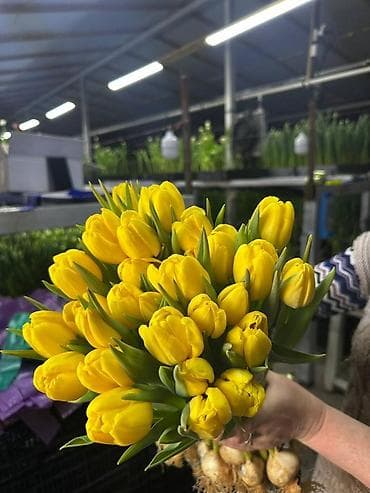 LED гирляндалар: Цветы и подарочные композиции - Тюльпаны срезанные в индивидуальной lalafo.kg да — 6 LED гирляндалар: Цветы и подарочные композиции - Тюльпаны срезанные в индивидуальной — 6