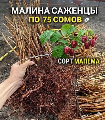 Сорт мапема малина ремонтантный сорт высоко урожайный гарантия 100% at lalafo.kg Сорт мапема малина ремонтантный сорт высоко урожайный гарантия 100%