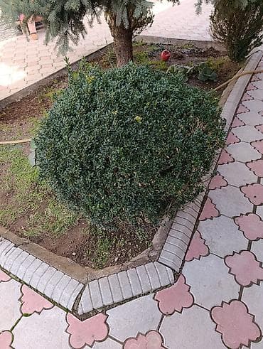Самшит: Самшит вечнозелёный (Buxus sempervirens), сформированный в плотный шар lalafo.kg да — 2 Самшит: Самшит вечнозелёный (Buxus sempervirens), сформированный в плотный шар — 2
