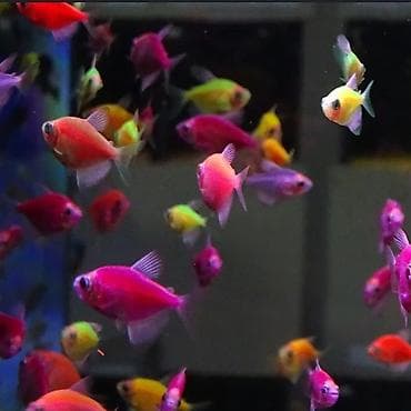 Мы находимся а Беловодске! Аквариумные рыбки! черепахи неоны at lalafo.kg Мы находимся а Беловодске! Аквариумные рыбки! черепахи неоны