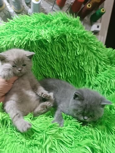 2 месяца, Девочка, Голубой, Приучена к лотку at lalafo.kg 2 месяца, Девочка, Голубой, Приучена к лотку