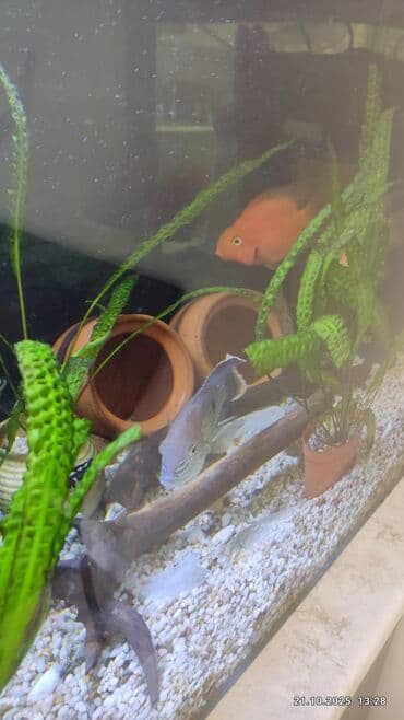 *Продаю аквариум 250 литров с рыбами и всем необходимым оборудованием* at lalafo.kg *Продаю аквариум 250 литров с рыбами и всем необходимым оборудованием*