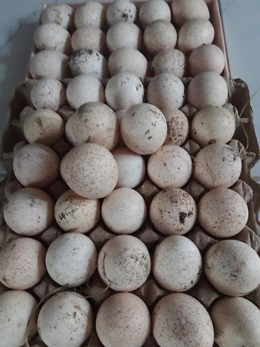 ЯЙЦА ИНДЮКА.ХРАНИТСЯ В КЛАДОВКЕ.У НАС ВСЕГДА СВЕЖИЕ ЯЙЦА.СБОРКА at lalafo.kg ЯЙЦА ИНДЮКА.ХРАНИТСЯ В КЛАДОВКЕ.У НАС ВСЕГДА СВЕЖИЕ ЯЙЦА.СБОРКА