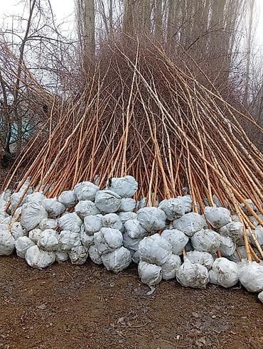 Саженцы at lalafo.kg Саженцы