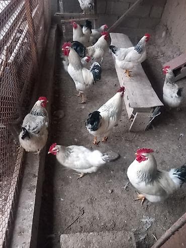 Продаю | Инкубационные яйца | Суссекс | Для разведения at lalafo.kg Продаю | Инкубационные яйца | Суссекс | Для разведения