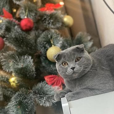 Кошка даром: Британская короткошёрстная, 3 года, Мальчик, Кастрирована, С прививками, Приучена к лотку at lalafo.kg Кошка даром: Британская короткошёрстная, 3 года, Мальчик, Кастрирована, С прививками, Приучена к лотку