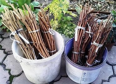 Виноград 🍇 Аватар Сорт Аватар Виноград Черенки количество at lalafo.kg Виноград 🍇 Аватар Сорт Аватар Виноград Черенки количество