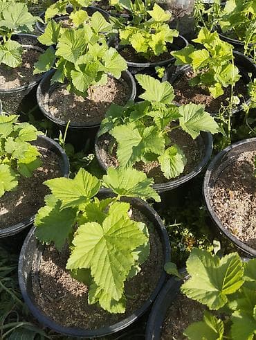 Продаю саженцы ЗКС смородины Титания at lalafo.kg Продаю саженцы ЗКС смородины Титания