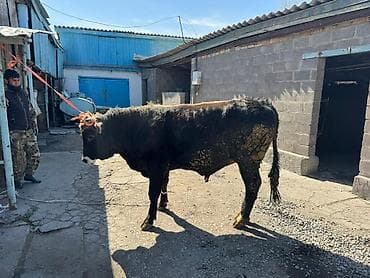 Продаю | Бык (самец) | На откорм | Племенные at lalafo.kg Продаю | Бык (самец) | На откорм | Племенные