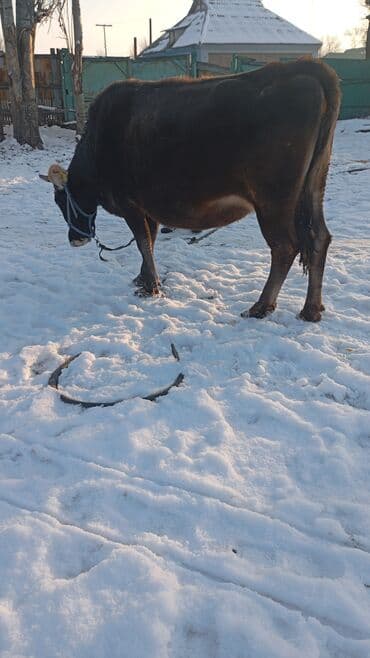 Продаю | Корова (самка) | Для молока | Привязанные at lalafo.kg Продаю | Корова (самка) | Для молока | Привязанные