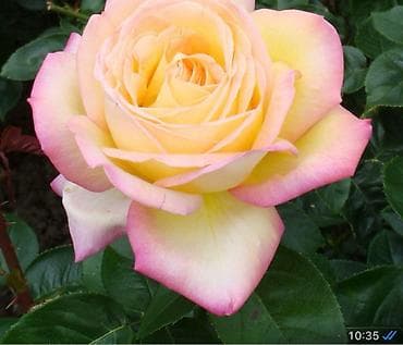 Роза: Чайно- гибридные розы для сада!
Гарантия сорта!!!
ул. Ташкентская, 9 at lalafo.kg — 3 Роза: Чайно- гибридные розы для сада!
Гарантия сорта!!!
ул. Ташкентская, 9 — 3