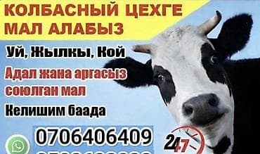 Закупаем скот для колбасного цеха. - Принимаем: коров, лошадей, овец at lalafo.kg Закупаем скот для колбасного цеха. - Принимаем: коров, лошадей, овец