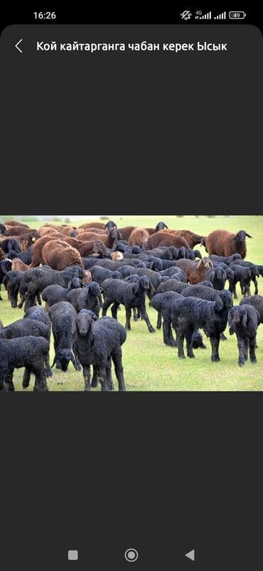 Бодо мал караганга чабан керек Ысык Кол областына. Акысы келишим турдо at lalafo.kg Бодо мал караганга чабан керек Ысык Кол областына. Акысы келишим турдо