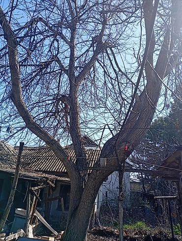 Город Кара -Балта. Продаю ореховое дерево, цена договорная at lalafo.kg Город Кара -Балта. Продаю ореховое дерево, цена договорная