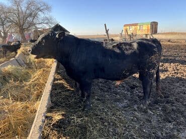 Продаю | Бык (самец) | Ангус | Для разведения | Племенные, Осеменитель at lalafo.kg Продаю | Бык (самец) | Ангус | Для разведения | Племенные, Осеменитель