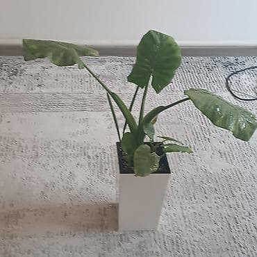 Комнатные растения в горшках 1) Алоказия (предположительно at lalafo.kg Комнатные растения в горшках 1) Алоказия (предположительно