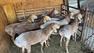 Цена за голову по 130.000сом на обмен 1500$заголову Продажа поголовья at lalafo.kg Цена за голову по 130.000сом на обмен 1500$заголову Продажа поголовья