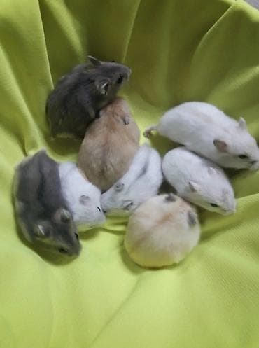 В продаже хомячки джунгарские, красивых окрасов. Домашние, ручные at lalafo.kg В продаже хомячки джунгарские, красивых окрасов. Домашние, ручные