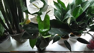 Антуриум с белыми соцветиями (spadix светло‑жёлтый). Куст компактный at lalafo.kg Антуриум с белыми соцветиями (spadix светло‑жёлтый). Куст компактный