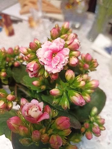 Антуриумдар: Каланхоэ Каландива (Kalanchoe blossfeldiana), махровые сорта. - lalafo.kg да — 2 Антуриумдар: Каланхоэ Каландива (Kalanchoe blossfeldiana), махровые сорта. - — 2