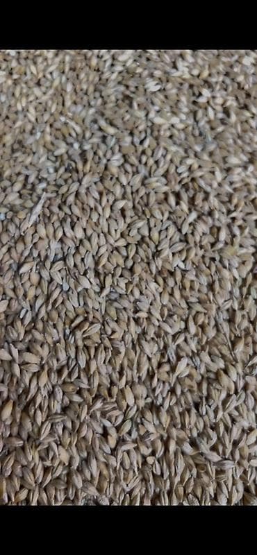 Арпа оптом и в розницу
Ячмень продаю at lalafo.kg Арпа оптом и в розницу
Ячмень продаю