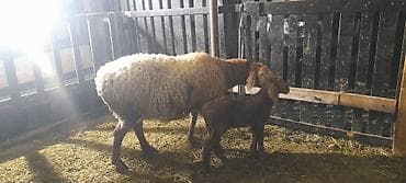 Продаю | Овца (самка) | Для разведения | Матка at lalafo.kg Продаю | Овца (самка) | Для разведения | Матка